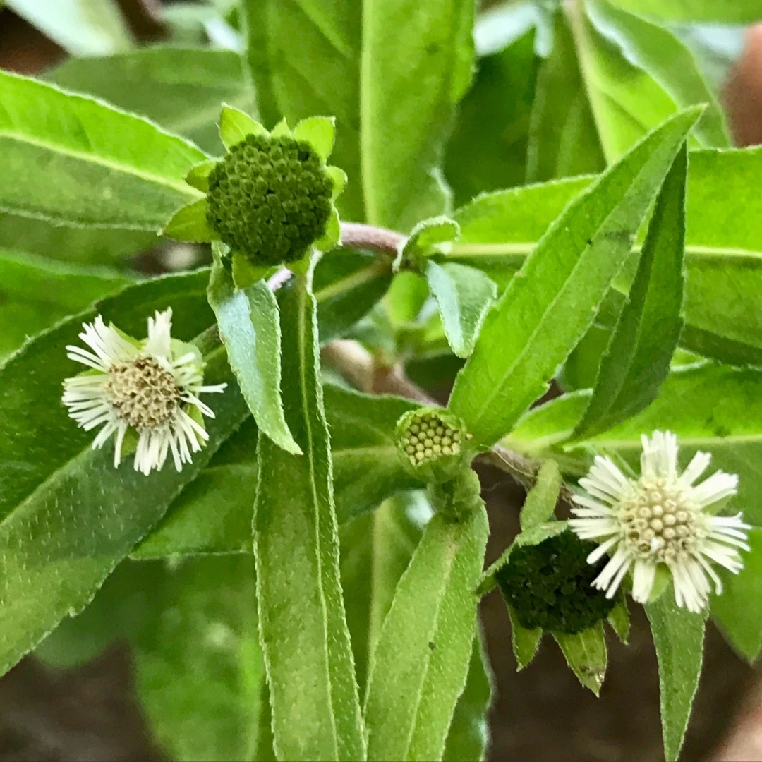 Bhringraj Extract