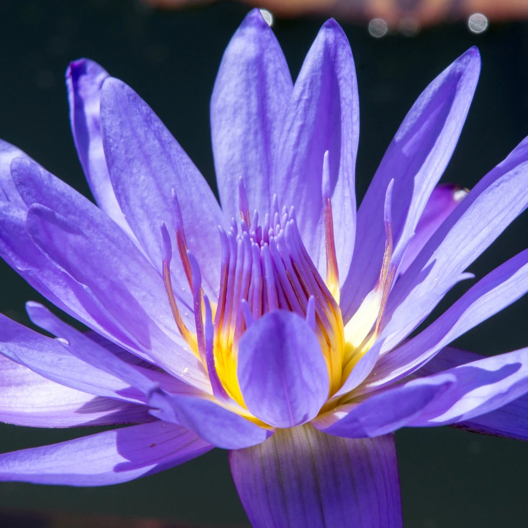 Blue Lotus