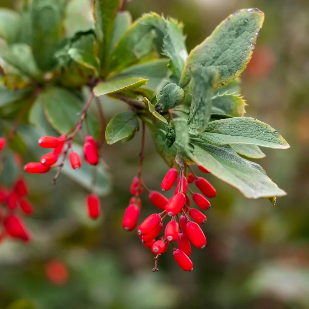 Indian Barberry