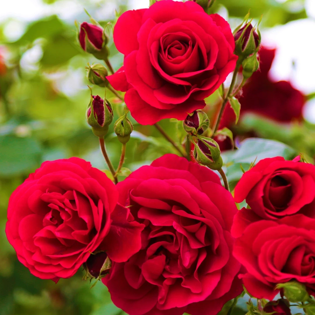 Rose Water