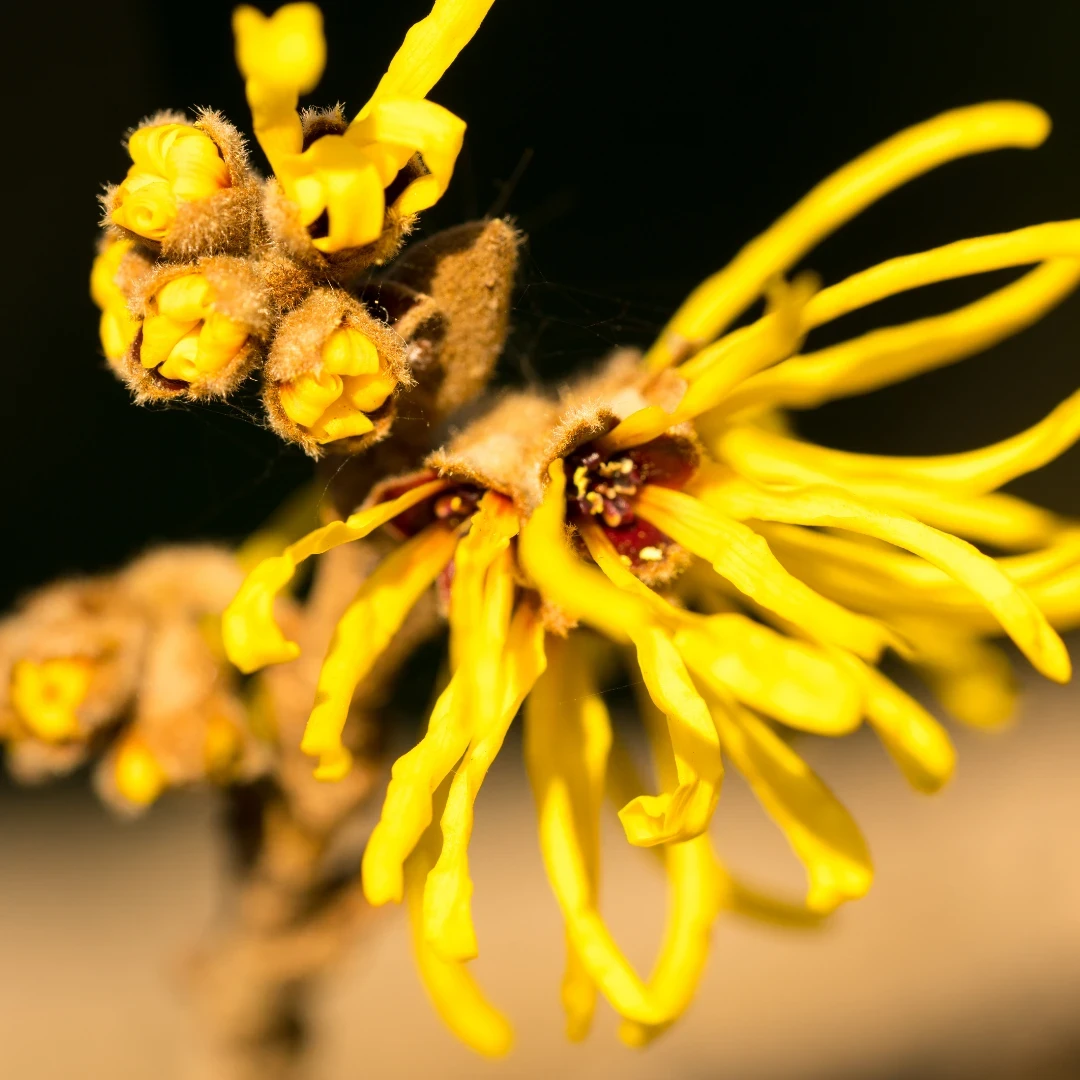 Witch hazel