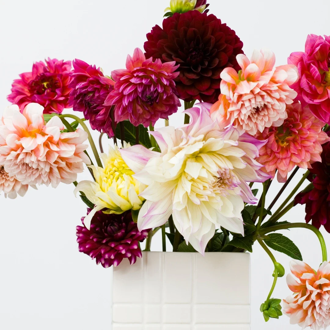 Dahlia Oil