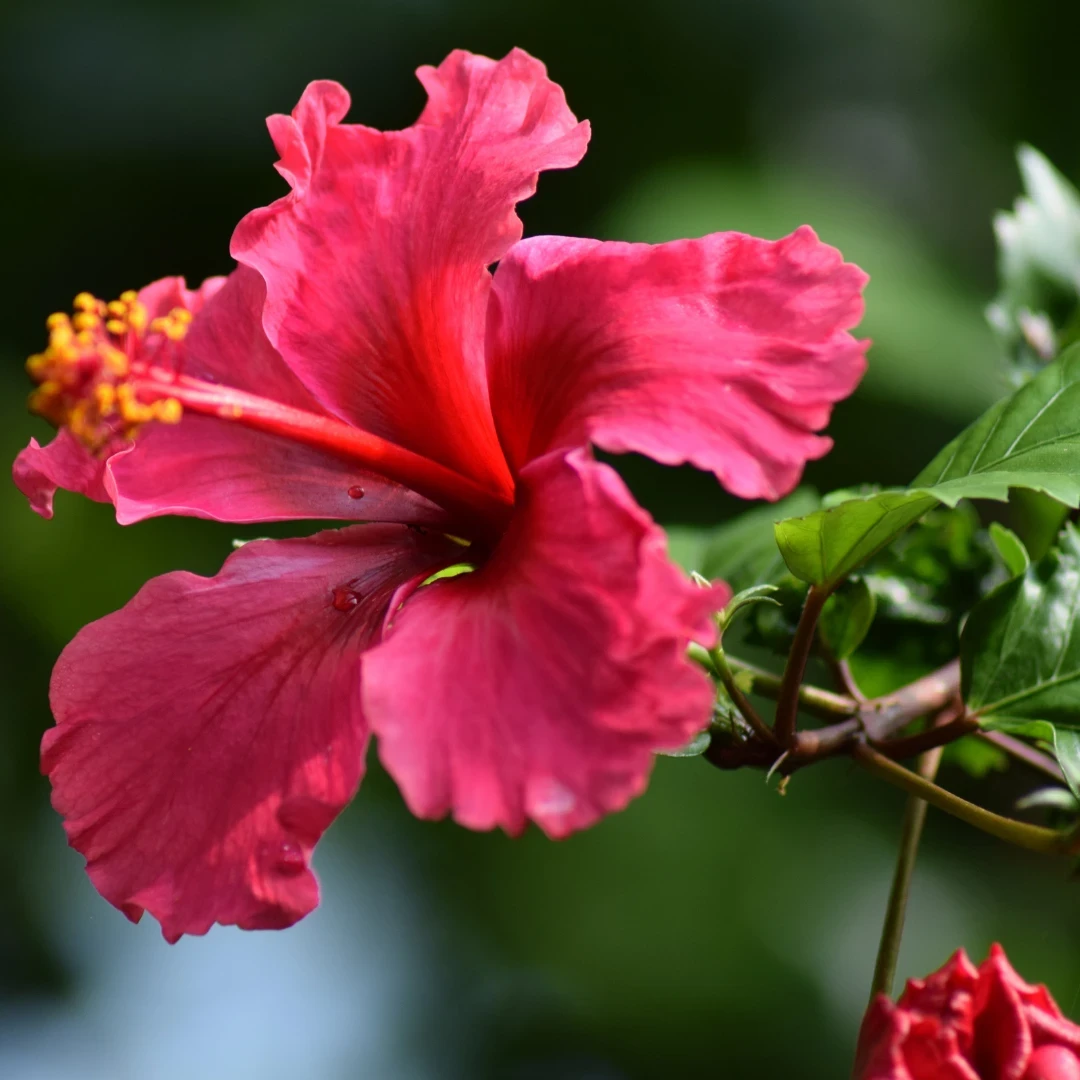 Hibiscus