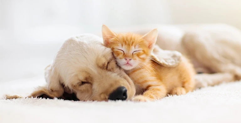 Pet Care